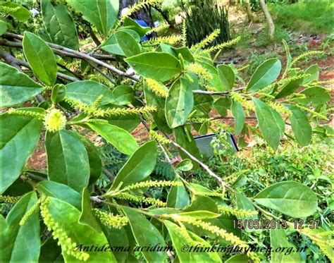 Medicinal Plant Details