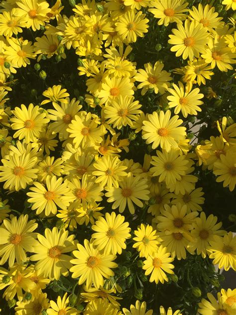 Yellow Daisies Aesthetic Wallpaper