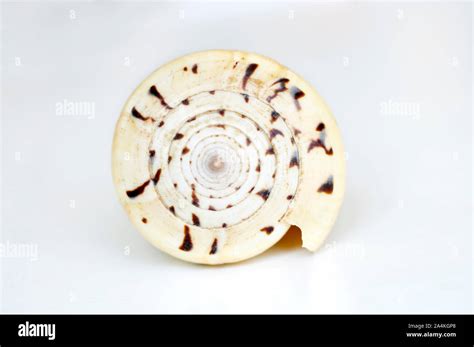 Image result for Shell Shapes