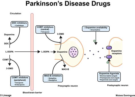 Comt Inhibitors Action - mechanism of parkinson's disease