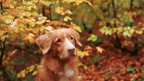 Image result for Dog Using Computer Meme