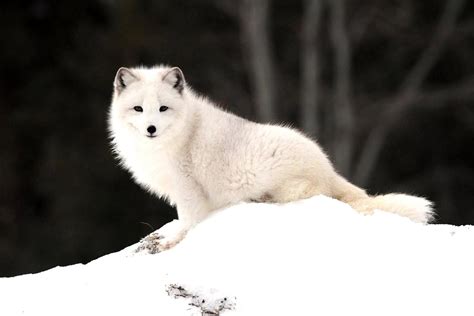 Arctic Fox Wallpaper: Stunning Images for Your Home