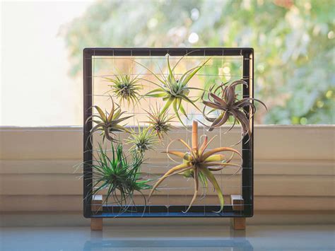 Flowering Air Plants 的图像结果