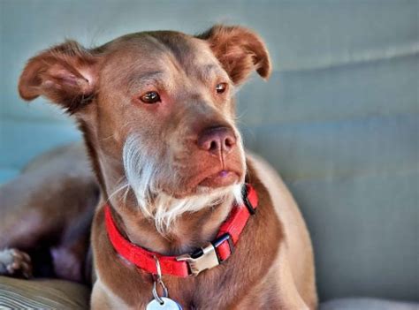 Can Dogs Have Down Syndrome? [+Caring For Special Needs Dogs]