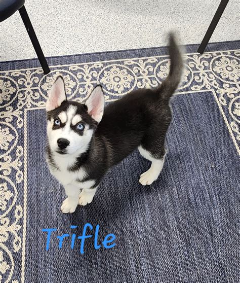 Adopt - River Valley Animal Rescue