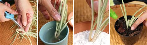 Rooton-St Cutting Root Hormone Powder for Wood Cuttings | Fast Root ...