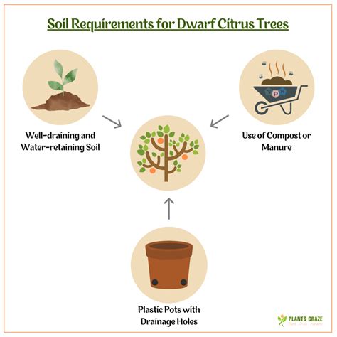 Best Potting Soil for Dwarf Citrus Trees! - Plants Craze