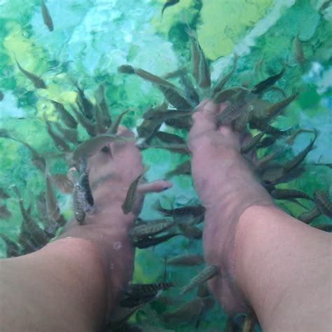 Elite Fish Pedicure | LBB