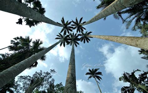 Aburi Gardens Aburi Botanical Gardens