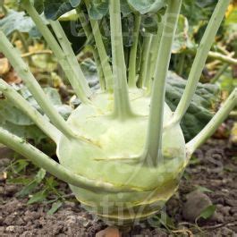 SUPERSCHMELZ » Bio-Samen online kaufen / Kohlrabi - SATIVA Online Shop