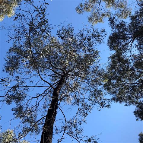 TOODYAY HOLIDAY PARK & CHALETS - Campground Reviews, Photos, Rate ...