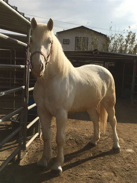 American Cream Draft Horse - RARE and ENDANGERED Breed
