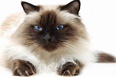 himalayan cats himalayan cat purrfect cat breeds himalayan cats himalayan cat purrfect cat breeds