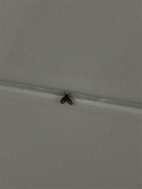 Tiny Black Flying Bugs In Bathroom The Most Common Household Bugs