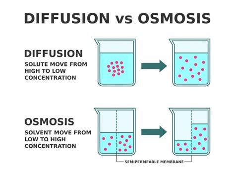 Image result for Animation How Diffusion Animation How Diffusion Works