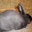 Image result for Different Kinds of Bunnies