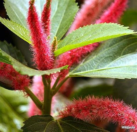 Image result for Bunga API Kucing