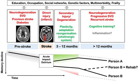 Cognitive Recovery After Stroke: Memory | Stroke