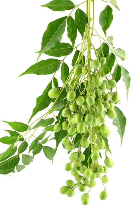 Neem Tree Flower