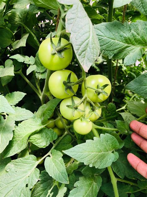 Organic Farming - Mak Life Producer Company Limited