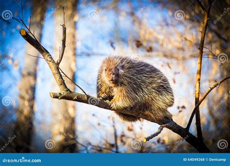 Porcupine Sat High in the Tree Tops Surveying Intruders. Stock Photo - Image of coat, horizontal ...