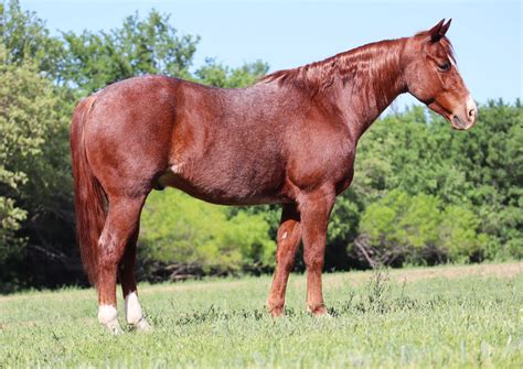 Red Roan Gelding All Around Ranch Horse