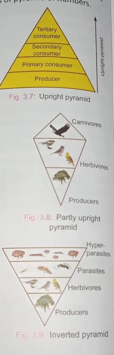 state the producers, primary consumer, secondary consumer and tertiary ...