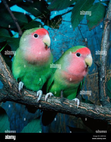 Peach faced lovebirds hi-res stock photography and images - Alamy
