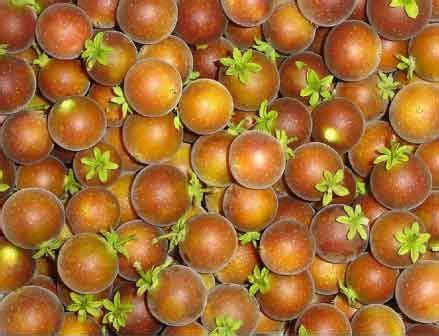 Tropical Apricot Fruit Plant (Dovyalis Hebecarpa) – veliyathgardens
