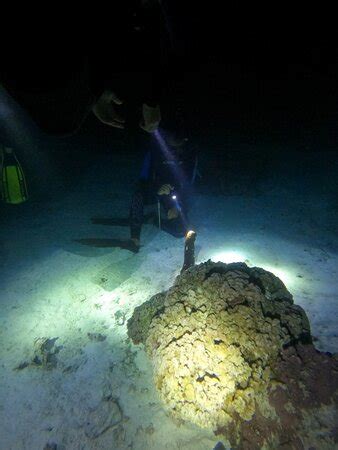 Moorea Dark Waters - Moorea | Tripadvisor