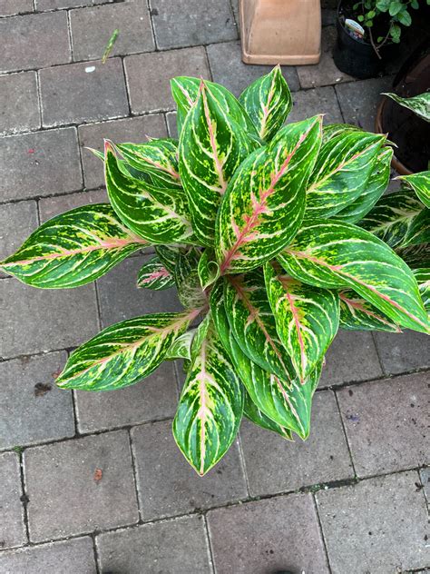Aglaonema “Cocomelon”Chinese Evergreen,easy care house plant for a ...