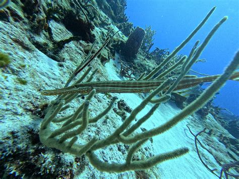 AQUA DIVERS COZUMEL (2026) All You Need to Know BEFORE You Go (with ...