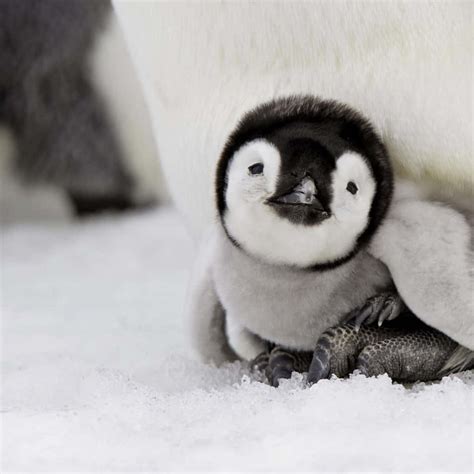 Download Picture Cute Baby Emperor Penguin | Wallpapers.com