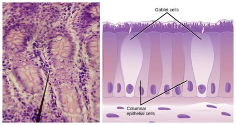 Stratified epithelium — lesson. Science CBSE, Class 9.