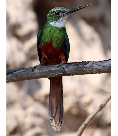Costa Rican Birds: Celebrities Flashcards | Memorang