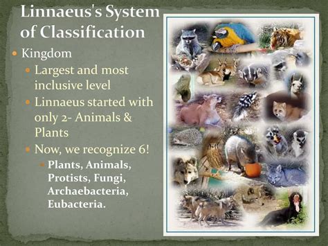 Classification Systems 的图像结果
