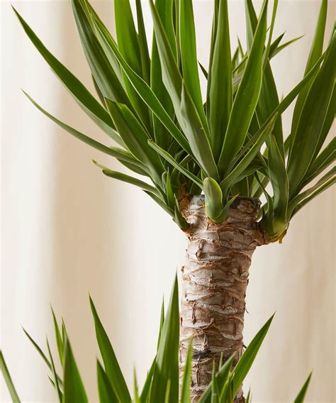 Yucca Cane Care 101: Indoor Care and Propagation Tips