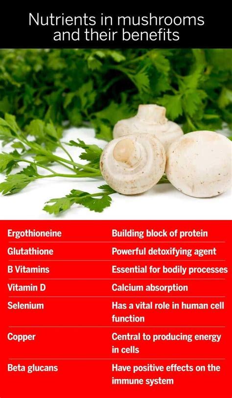 Mushroom, the superfood to add to your diet | Femina.in