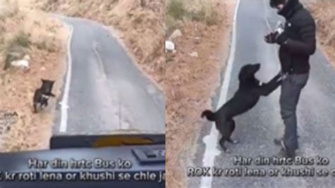 Heartwarming Video: Himachal Bus Driver Stops Vehicle to Feed Dog 'Roti ...