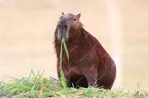What Do Capybaras Eat