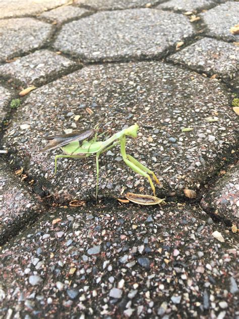 Why is this Praying Mantis carrying another insect? Food? : r/ecology
