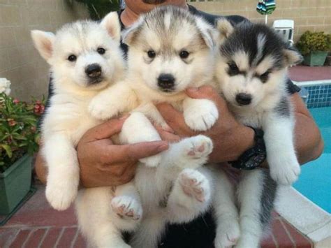 All Types Dogs For Sale in Kolkata | 100% Purebred Puppies Buy Now