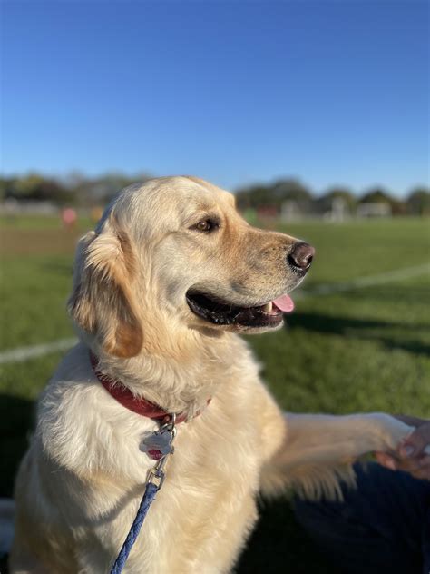 Golden retrievers - life span. : r/goldenretrievers
