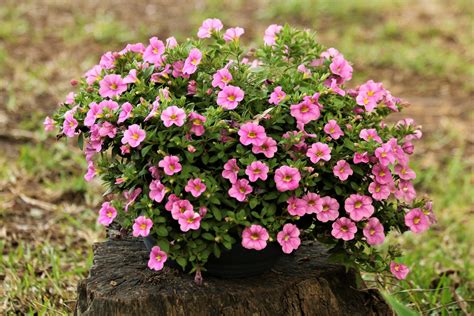 Pink Petunias Flowers In Pot Free Stock Photo - Public Domain Pictures