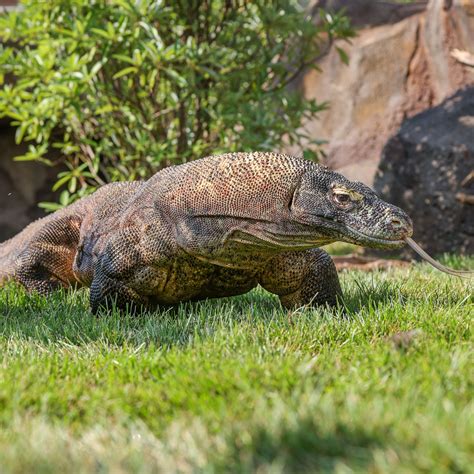Komodo Dragon Bite Infection