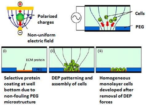 Image result for Cellular Microarray