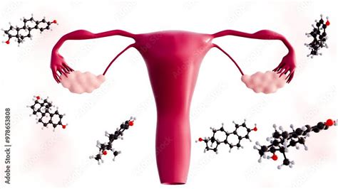 Image result for Female Reproductive System Animation