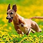 Image result for Spring Flowers Pets