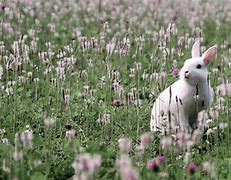 Image result for Bunnies in Gardern Flowers