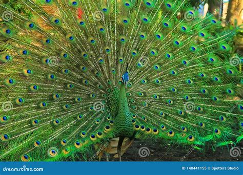 Green Peacock with a Beautiful Tail Stock Image - Image of beauty, nature: 140441155